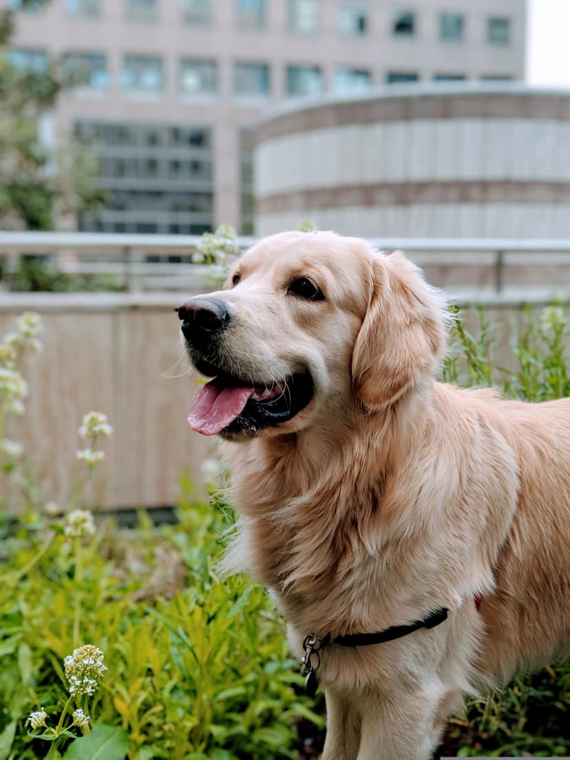 Finding Pet-Friendly Condos in Bangkok: A Guide for Pet Lovers